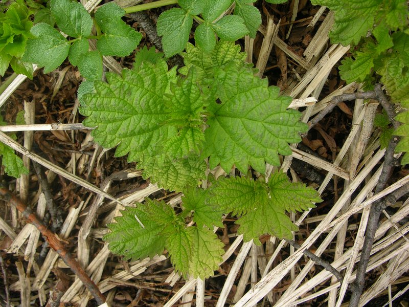 Image of Urtica platyphylla specimen.