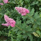 Spiraea &times; billardii