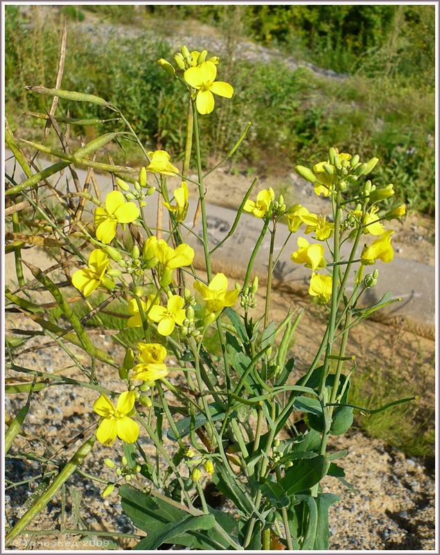 Изображение особи Brassica napus.