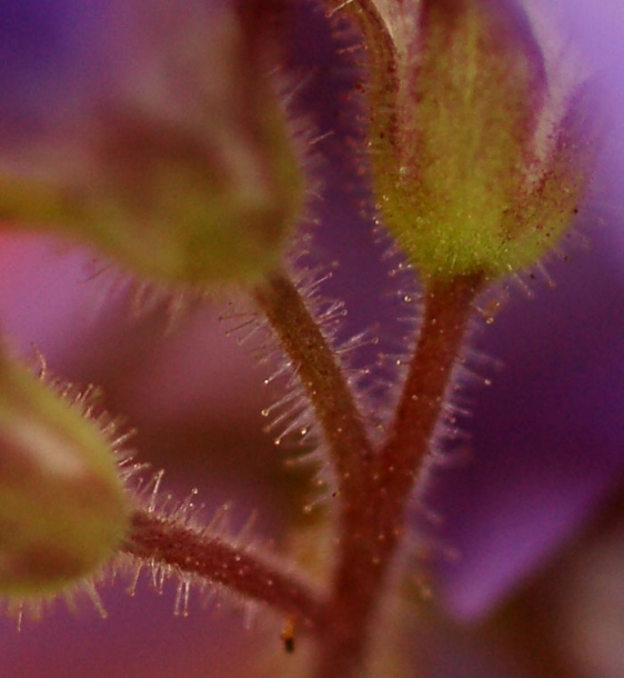 Изображение особи Polemonium laxiflorum.
