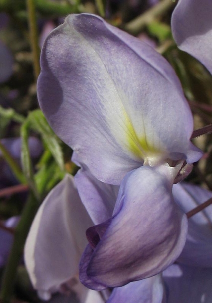 Image of Wisteria sinensis specimen.