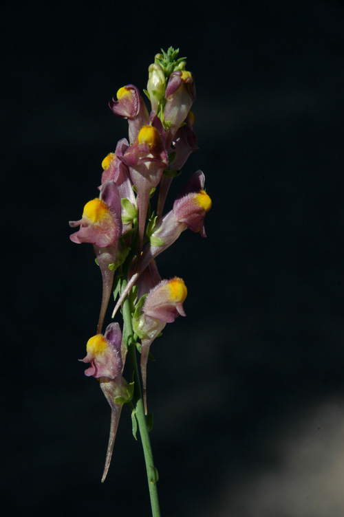 Image of Linaria transiliensis specimen.