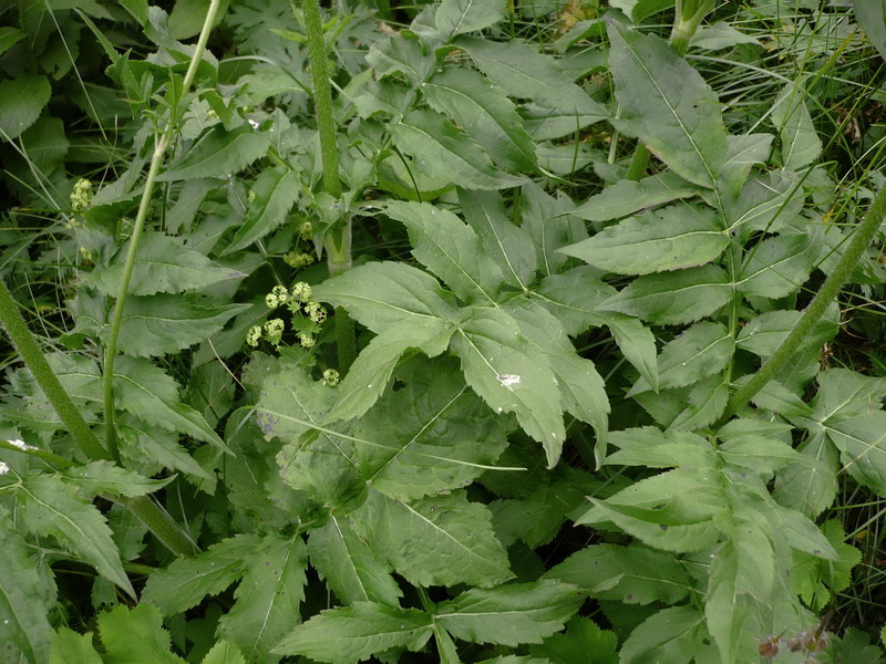 Image of Cephalaria gigantea specimen.