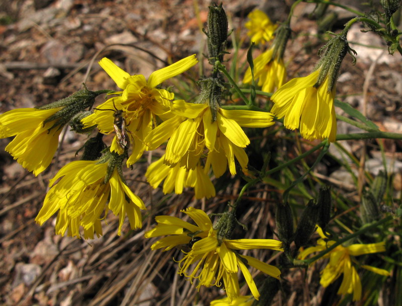 Image of Youngia tenuifolia specimen.