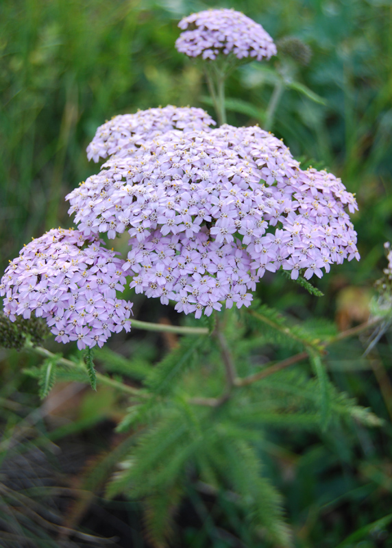 Изображение особи род Achillea.