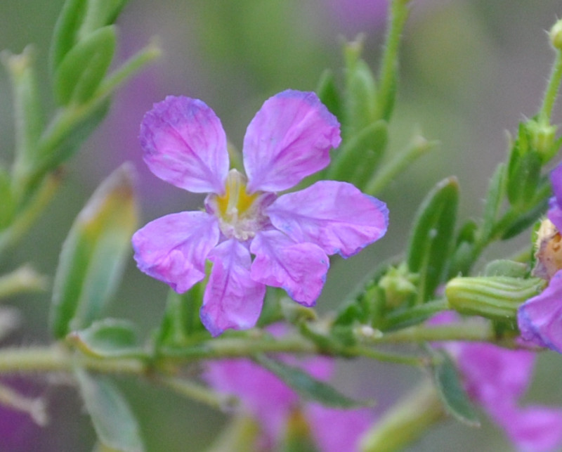 Image of Cuphea hyssopifolia specimen.