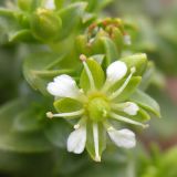 Honckenya peploides