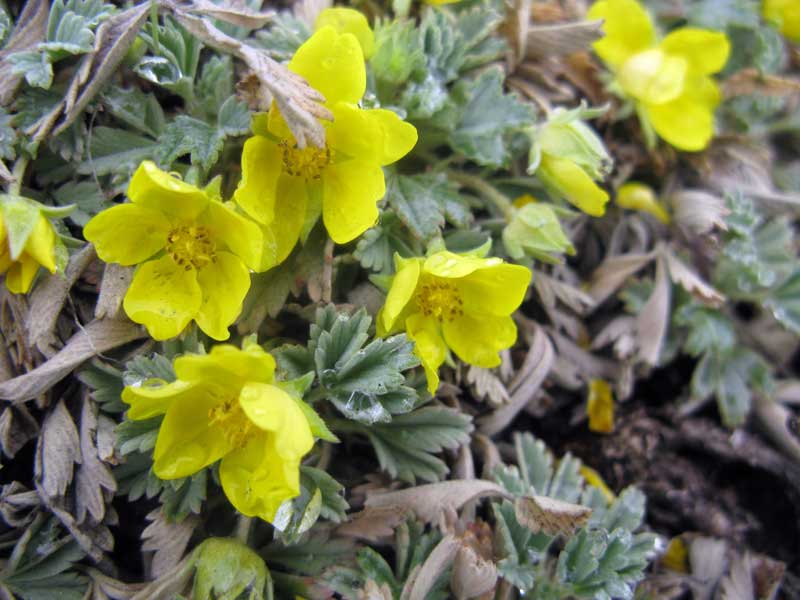 Изображение особи Potentilla acaulis.