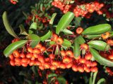 Pyracantha rogersiana