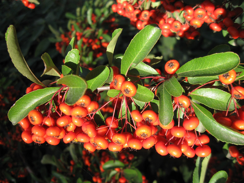 Image of Pyracantha rogersiana specimen.