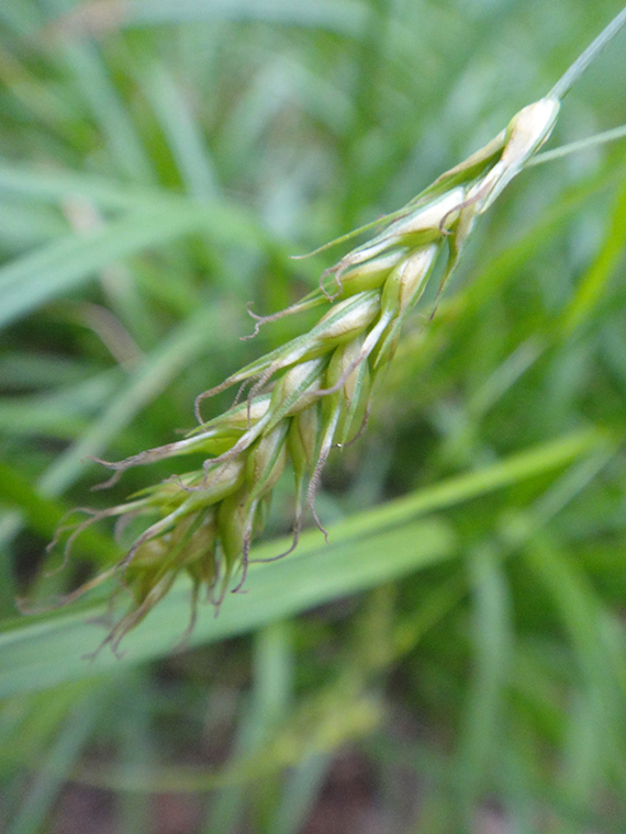 Изображение особи Carex arnellii.