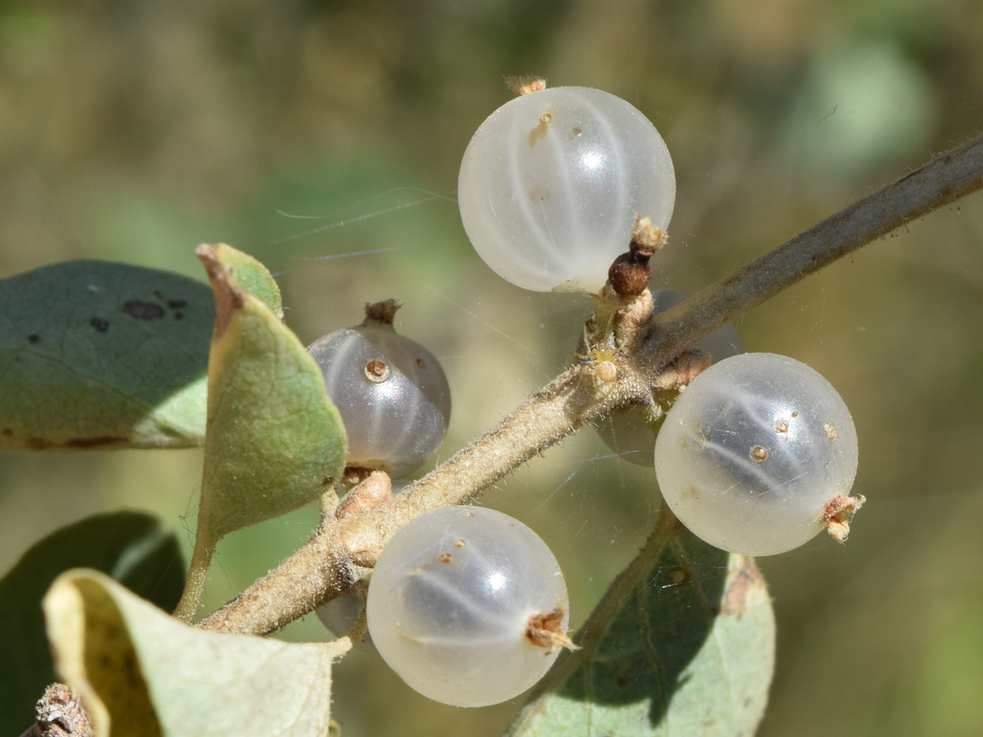 Изображение особи Lonicera nummulariifolia.