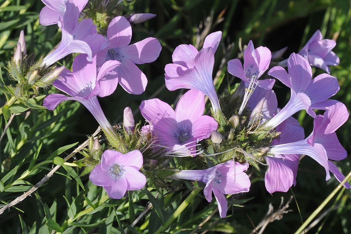 Изображение особи Linum heterosepalum.