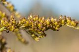 Solidago canadensis. Часть соплодия с нераскрывшимися корзинками. Ленинградская обл., Кировский р-н, пос. Дачное, пойма р. Мга, разнотравно-злаковый луг. 04.10.2015.