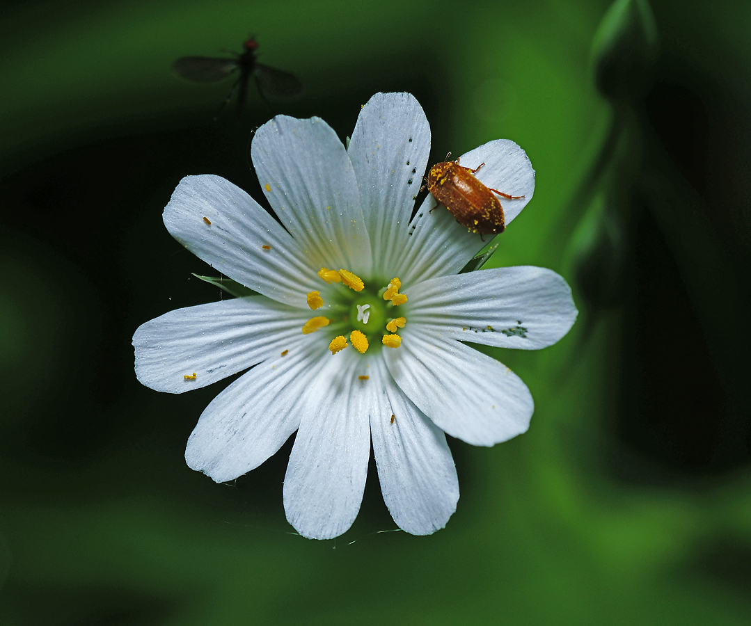 Изображение особи Stellaria holostea.