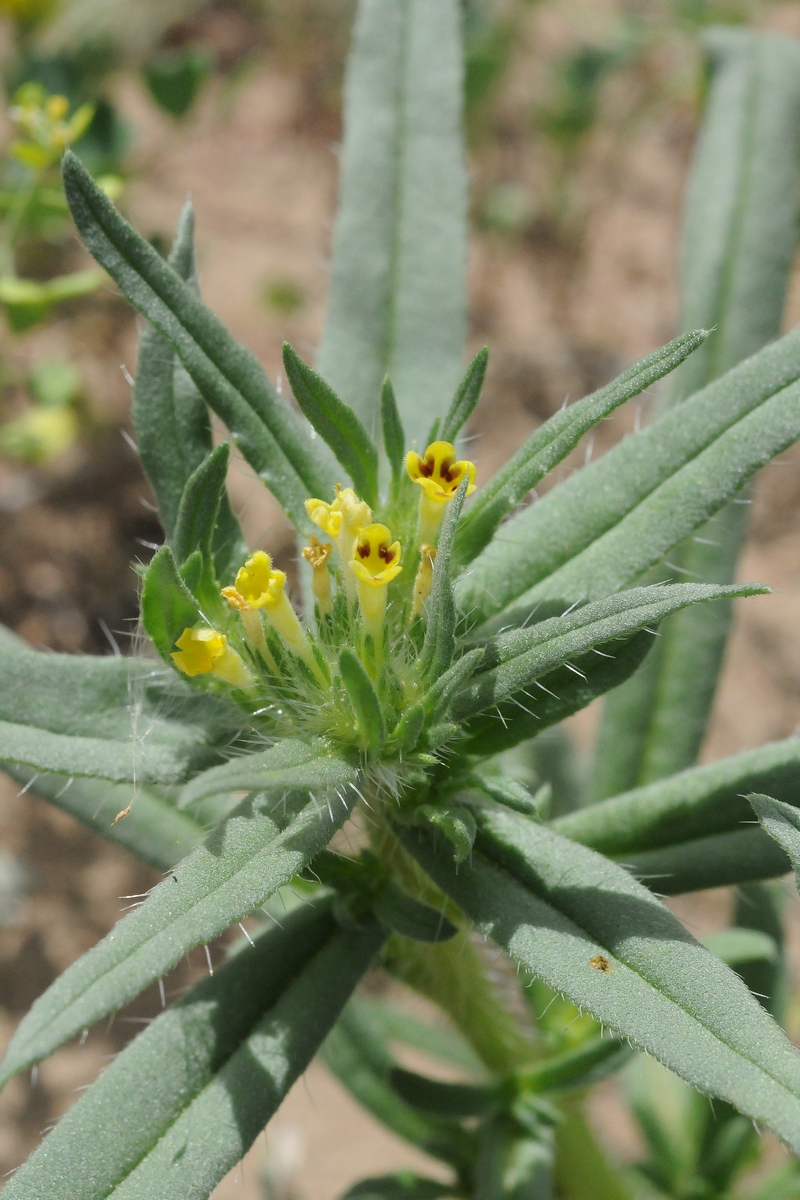 Image of Arnebia decumbens specimen.