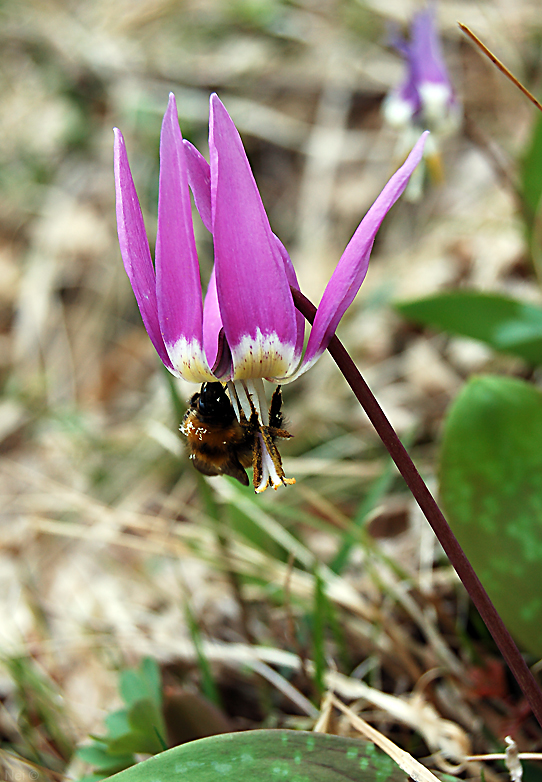 Image of Erythronium sibiricum specimen.