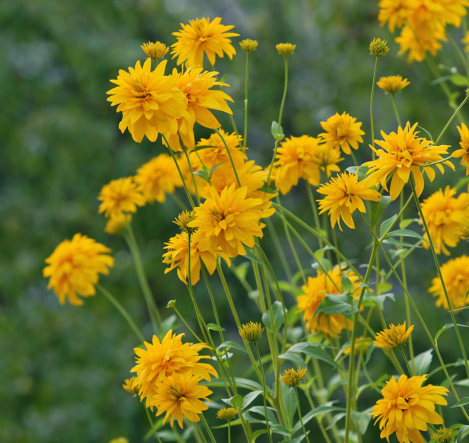 Image of Rudbeckia laciniata var. hortensia specimen.