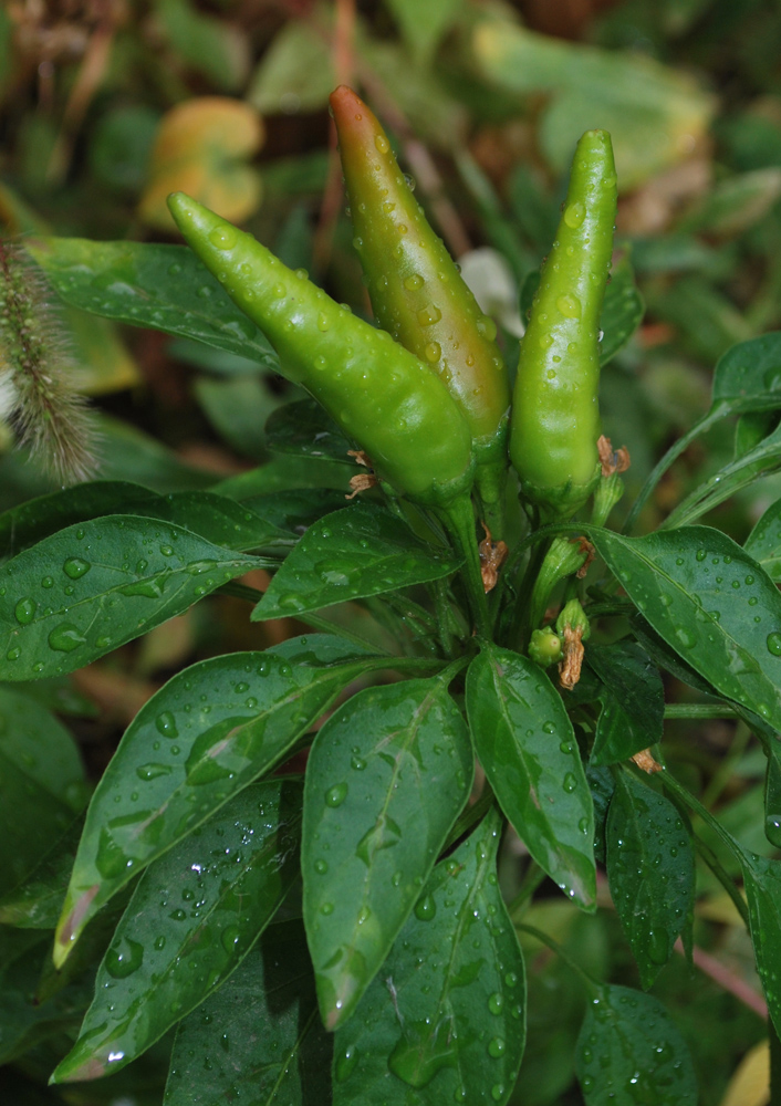 Image of Capsicum annuum specimen.
