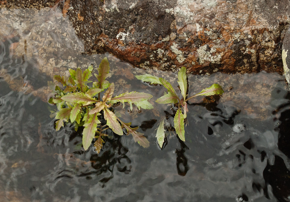 Изображение особи Rorippa palustris.