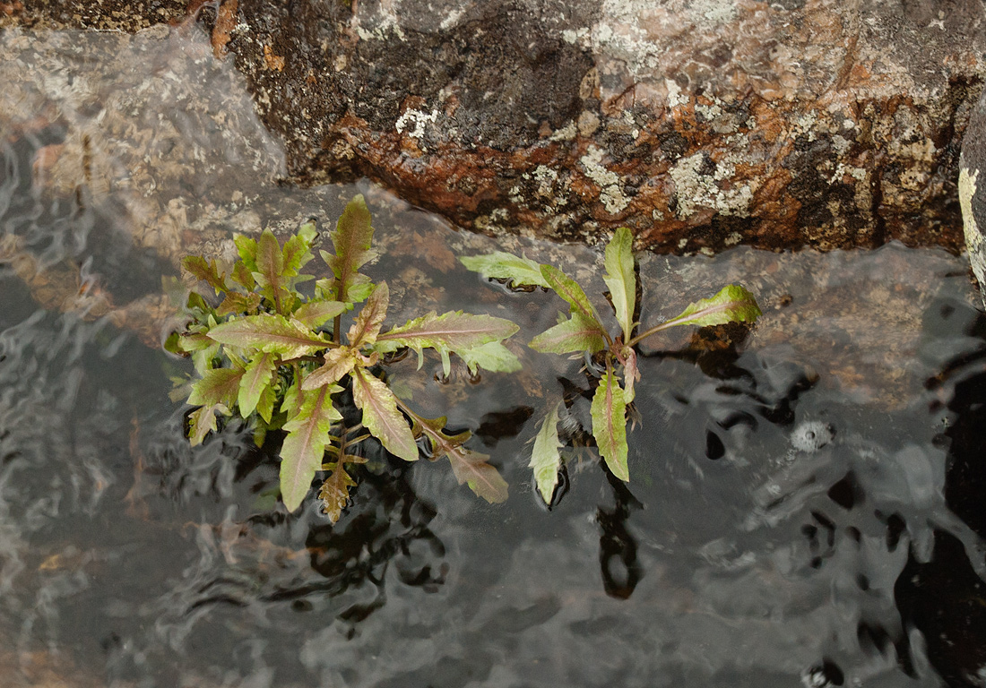 Image of Rorippa palustris specimen.