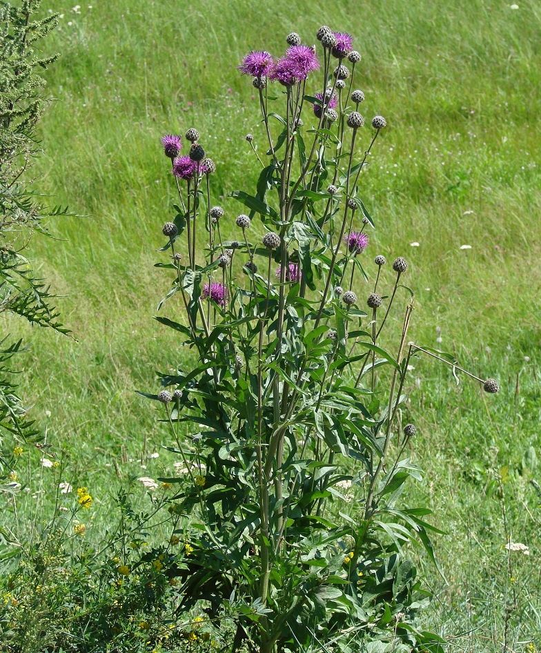 Изображение особи Centaurea scabiosa.