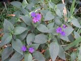 Eranthemum wattii. Цветущие растения. Австралия, г. Брисбен, ботанический сад. 03.01.2016.