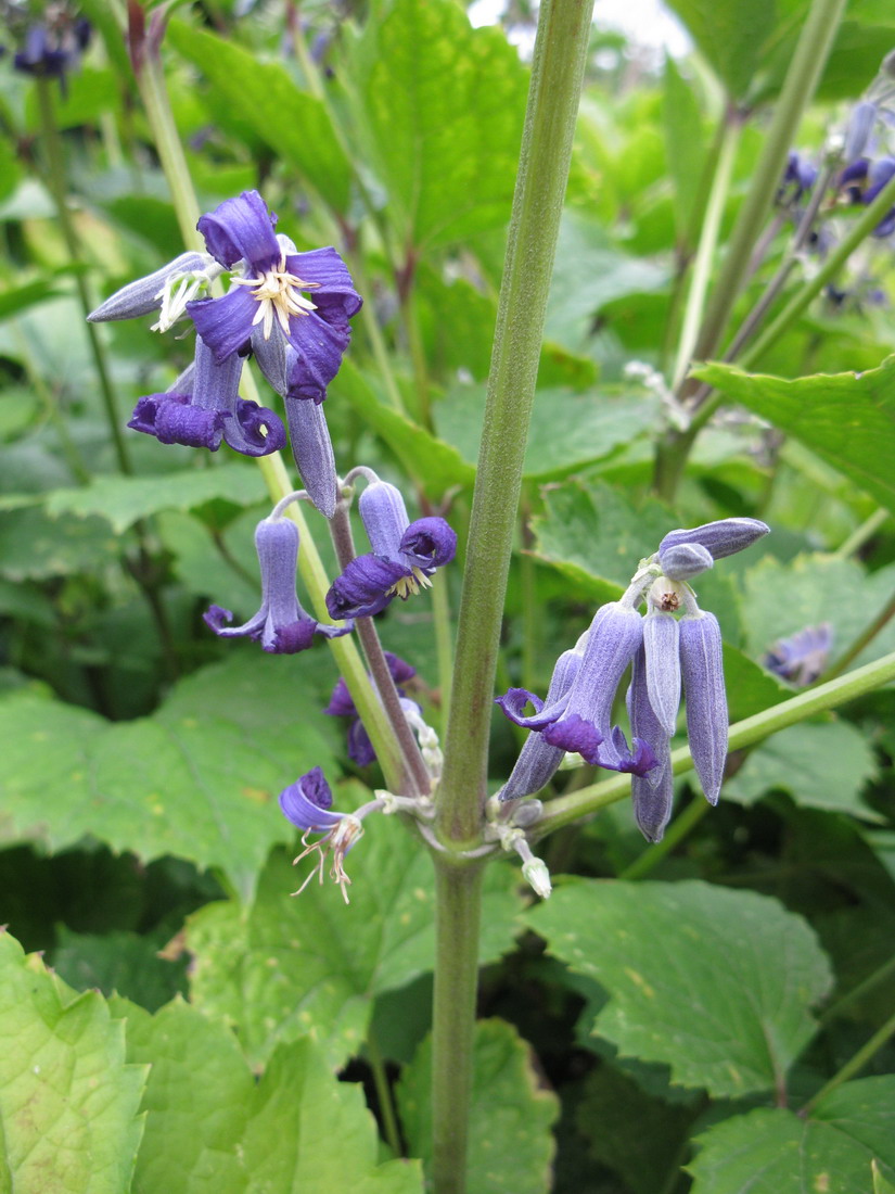 Image of Clematis heracleifolia specimen.