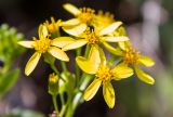 Senecio angulatus