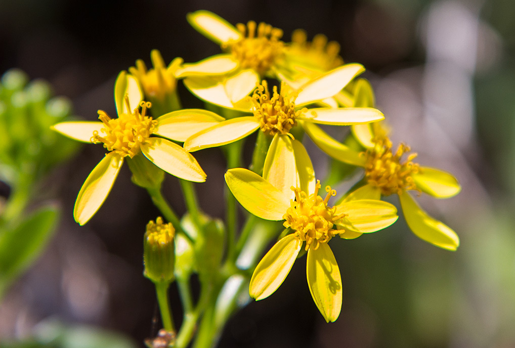 Image of Senecio angulatus specimen.