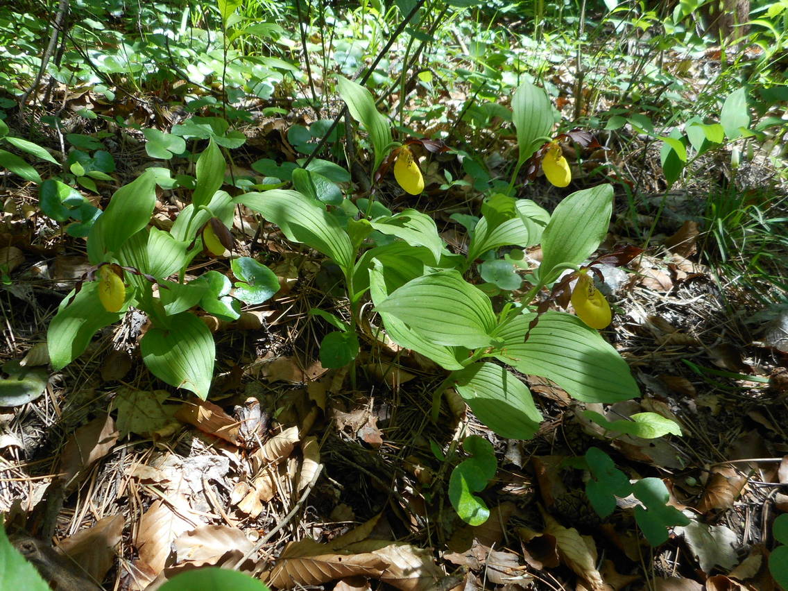 Изображение особи Cypripedium calceolus.