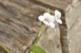 Asystasia gangetica