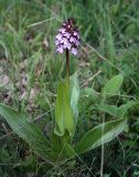 Orchis purpurea. Цветущее растение. Крым, Бахчисарайский р-н, на юго-запад от с. Красный Мак, пещерный город. 23 апреля 2008 г.