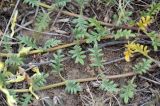 Scutellaria przewalskii