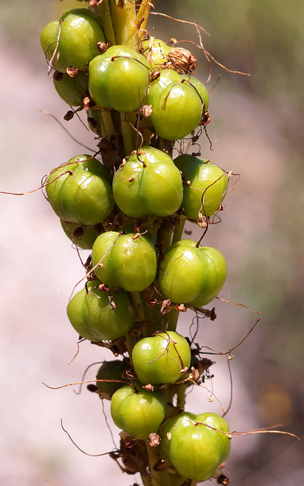 Image of Eremurus fuscus specimen.