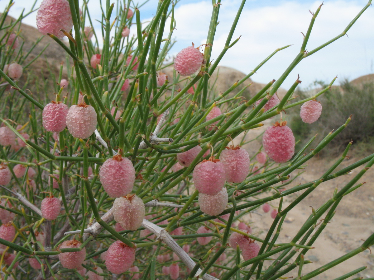 Image of Calligonum junceum specimen.