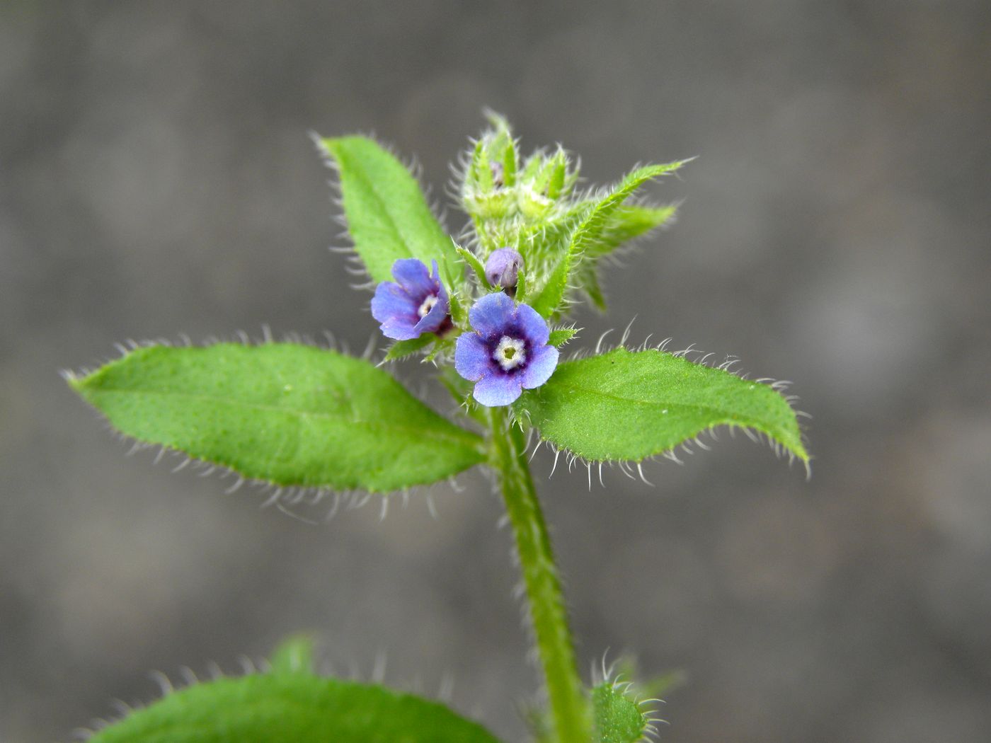 Image of Asperugo procumbens specimen.