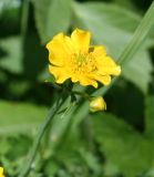 Ranunculus grandifolius