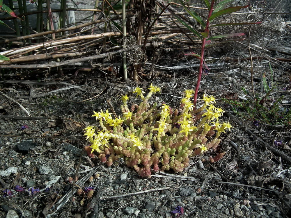 Image of Sedum acre specimen.