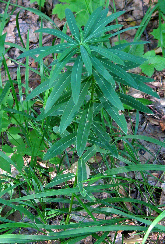 Изображение особи Euphorbia semivillosa.