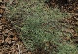 Asparagus breslerianus