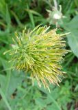 genus Taraxacum