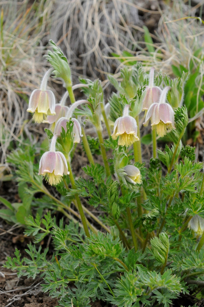 Изображение особи Pulsatilla campanella.