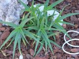 Aloe striatula