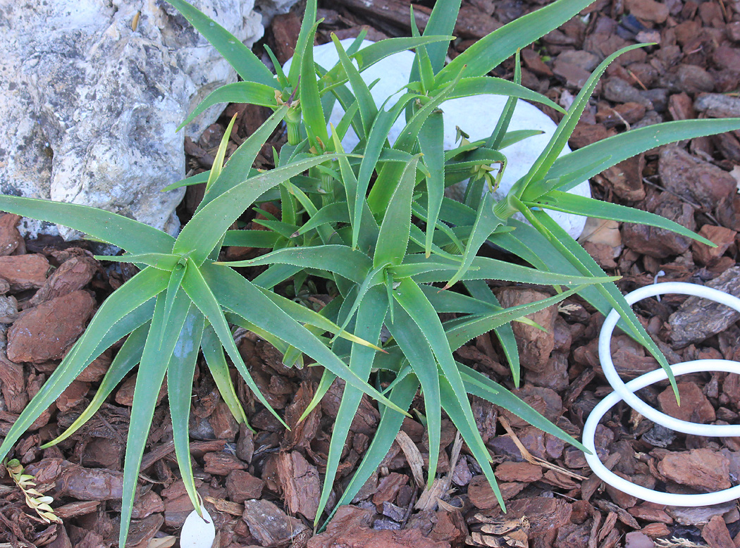 Изображение особи Aloe striatula.