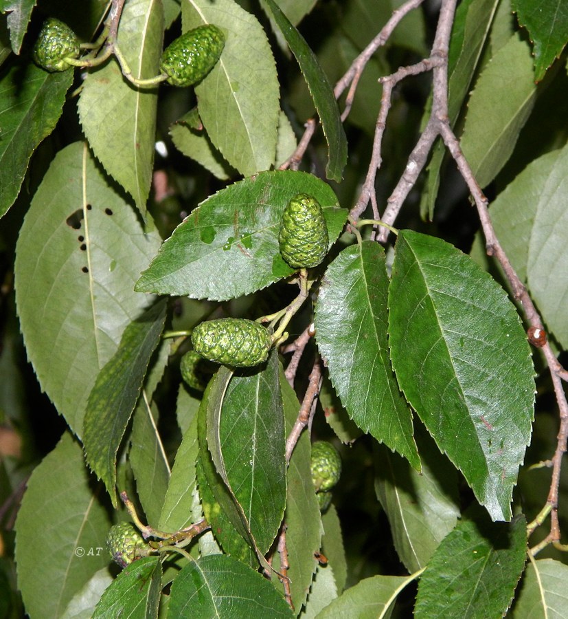 Image of Alnus maritima specimen.