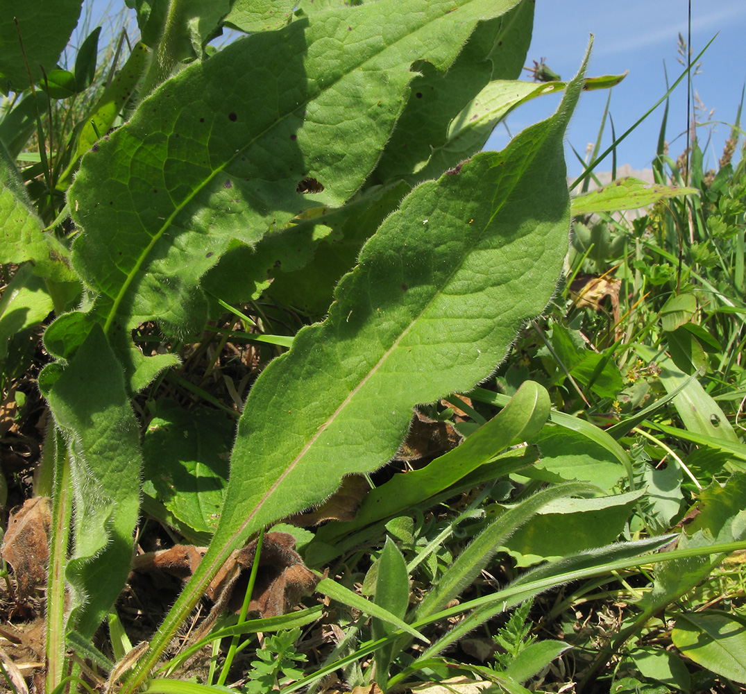 Изображение особи Knautia involucrata.