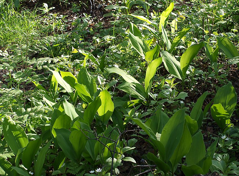 Изображение особи Convallaria majalis.