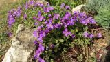 genus Aubrieta