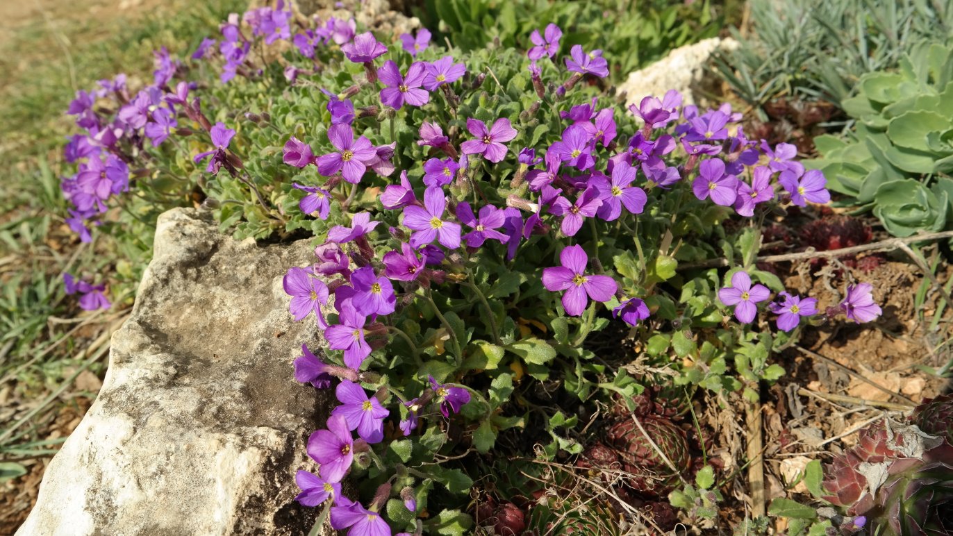 Image of genus Aubrieta specimen.